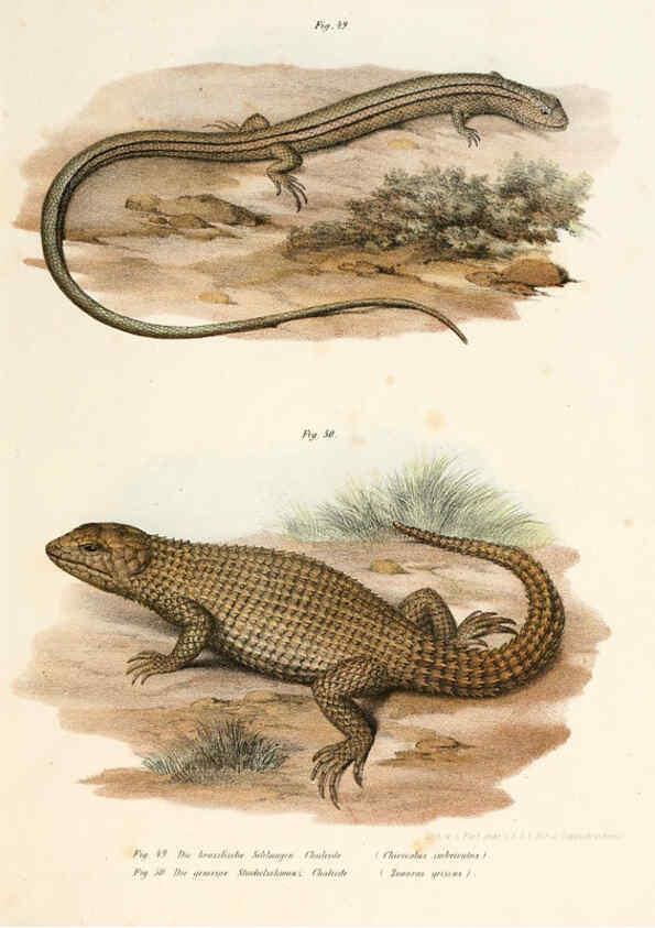 Reproducción/Reproduction 6309761524: Bilder-Atlas zur wissenschaftlich-populären Naturgeschichte der Wirbelthiere Wien :K.K. Hof-und Staatsdruckerei,1867