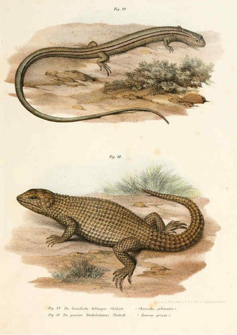 Reproducción/Reproduction 6309761524: Bilder-Atlas zur wissenschaftlich-populären Naturgeschichte der Wirbelthiere Wien :K.K. Hof-und Staatsdruckerei,1867