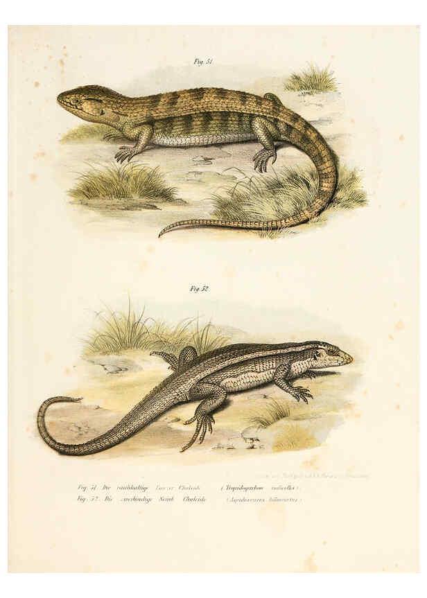 Reproducción/Reproduction 6309240407: Bilder-Atlas zur wissenschaftlich-populären Naturgeschichte der Wirbelthiere Wien :K.K. Hof-und Staatsdruckerei,1867