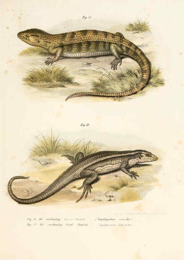 Reproducción/Reproduction 6309240407: Bilder-Atlas zur wissenschaftlich-populären Naturgeschichte der Wirbelthiere Wien :K.K. Hof-und Staatsdruckerei,1867