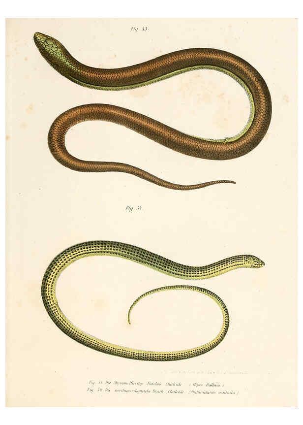 Reproducción/Reproduction 6309240601: Bilder-Atlas zur wissenschaftlich-populären Naturgeschichte der Wirbelthiere Wien :K.K. Hof-und Staatsdruckerei,1867