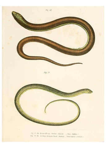 Reproducción/Reproduction 6309240601: Bilder-Atlas zur wissenschaftlich-populären Naturgeschichte der Wirbelthiere Wien :K.K. Hof-und Staatsdruckerei,1867