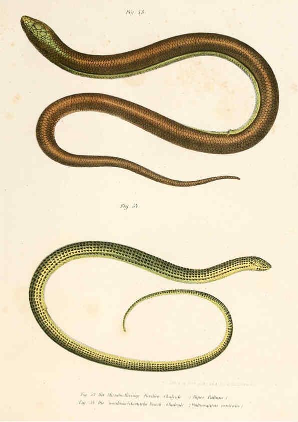 Reproducción/Reproduction 6309240601: Bilder-Atlas zur wissenschaftlich-populären Naturgeschichte der Wirbelthiere Wien :K.K. Hof-und Staatsdruckerei,1867
