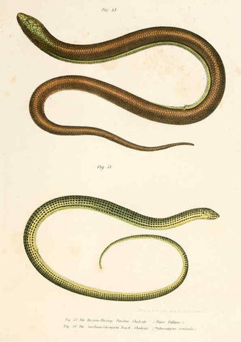 Reproducción/Reproduction 6309240601: Bilder-Atlas zur wissenschaftlich-populären Naturgeschichte der Wirbelthiere Wien :K.K. Hof-und Staatsdruckerei,1867