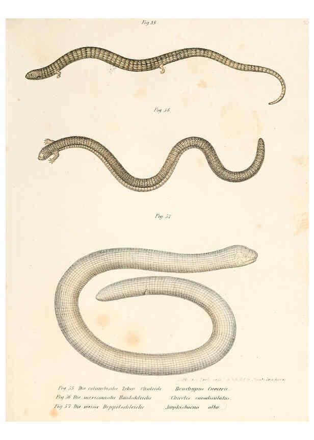 Reproducción/Reproduction 6309240805: Bilder-Atlas zur wissenschaftlich-populären Naturgeschichte der Wirbelthiere Wien :K.K. Hof-und Staatsdruckerei,1867