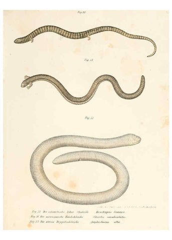 Reproducción/Reproduction 6309240805: Bilder-Atlas zur wissenschaftlich-populären Naturgeschichte der Wirbelthiere Wien :K.K. Hof-und Staatsdruckerei,1867