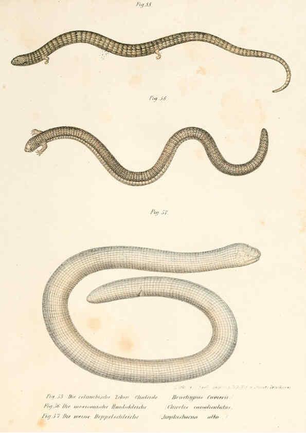 Reproducción/Reproduction 6309240805: Bilder-Atlas zur wissenschaftlich-populären Naturgeschichte der Wirbelthiere Wien :K.K. Hof-und Staatsdruckerei,1867