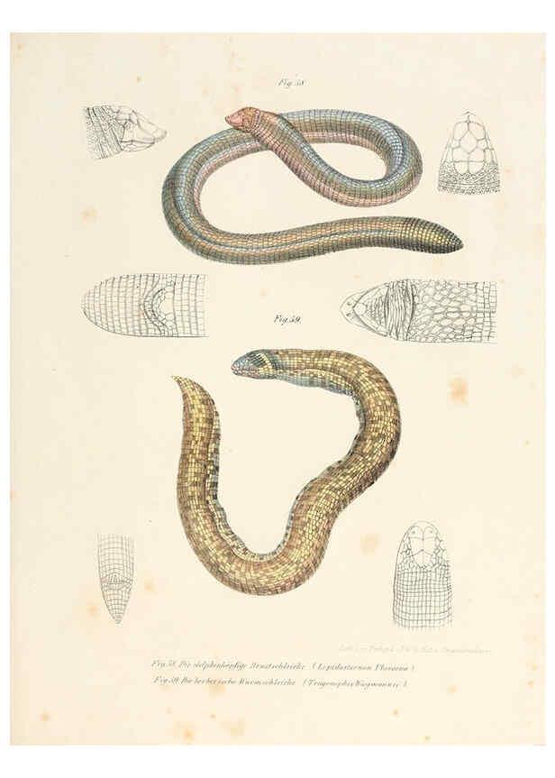Reproducción/Reproduction 6309762316: Bilder-Atlas zur wissenschaftlich-populären Naturgeschichte der Wirbelthiere Wien :K.K. Hof-und Staatsdruckerei,1867