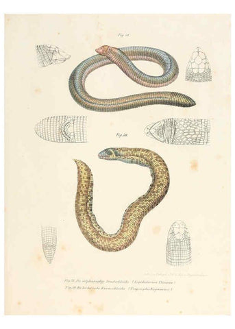Reproducción/Reproduction 6309762316: Bilder-Atlas zur wissenschaftlich-populären Naturgeschichte der Wirbelthiere Wien :K.K. Hof-und Staatsdruckerei,1867