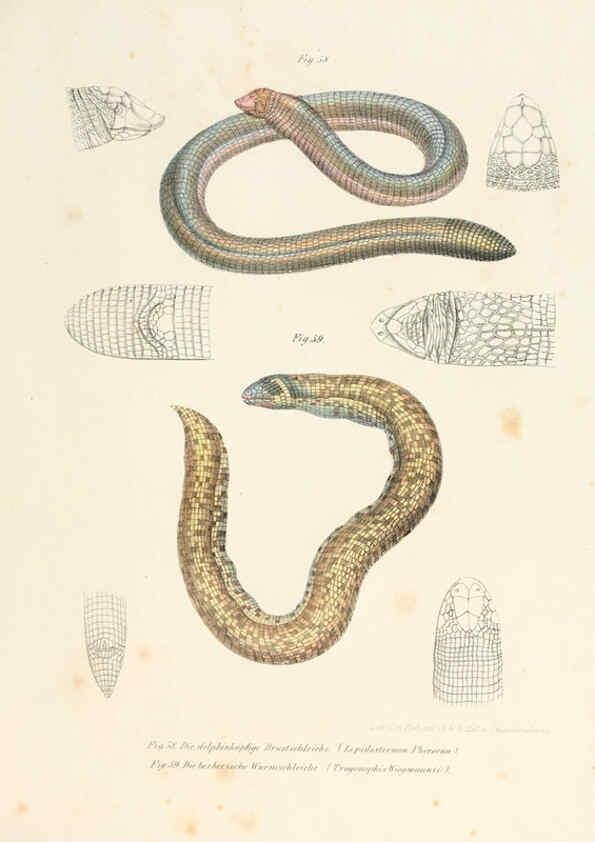 Reproducción/Reproduction 6309762316: Bilder-Atlas zur wissenschaftlich-populären Naturgeschichte der Wirbelthiere Wien :K.K. Hof-und Staatsdruckerei,1867