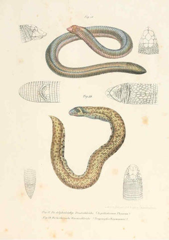 Reproducción/Reproduction 6309762316: Bilder-Atlas zur wissenschaftlich-populären Naturgeschichte der Wirbelthiere Wien :K.K. Hof-und Staatsdruckerei,1867