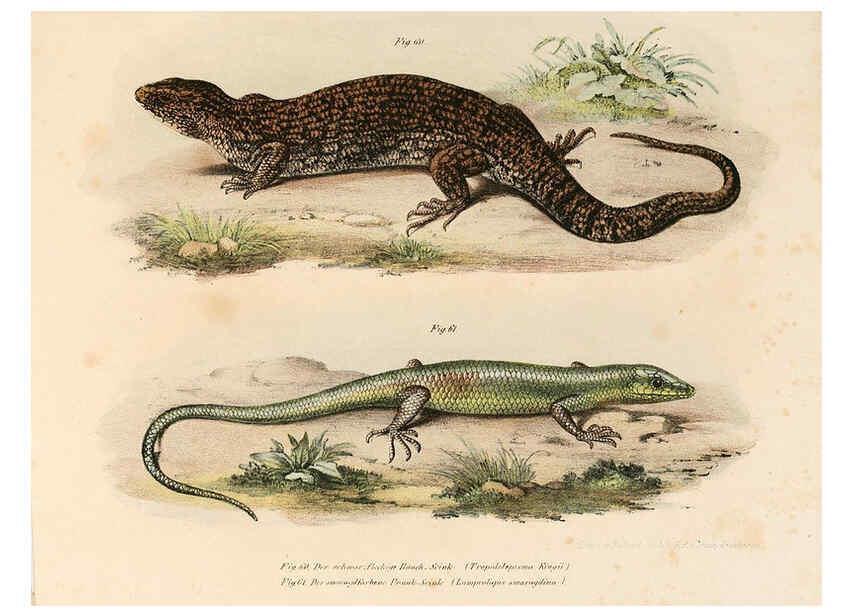 Reproducción/Reproduction 6309241241: Bilder-Atlas zur wissenschaftlich-populären Naturgeschichte der Wirbelthiere Wien :K.K. Hof-und Staatsdruckerei,1867