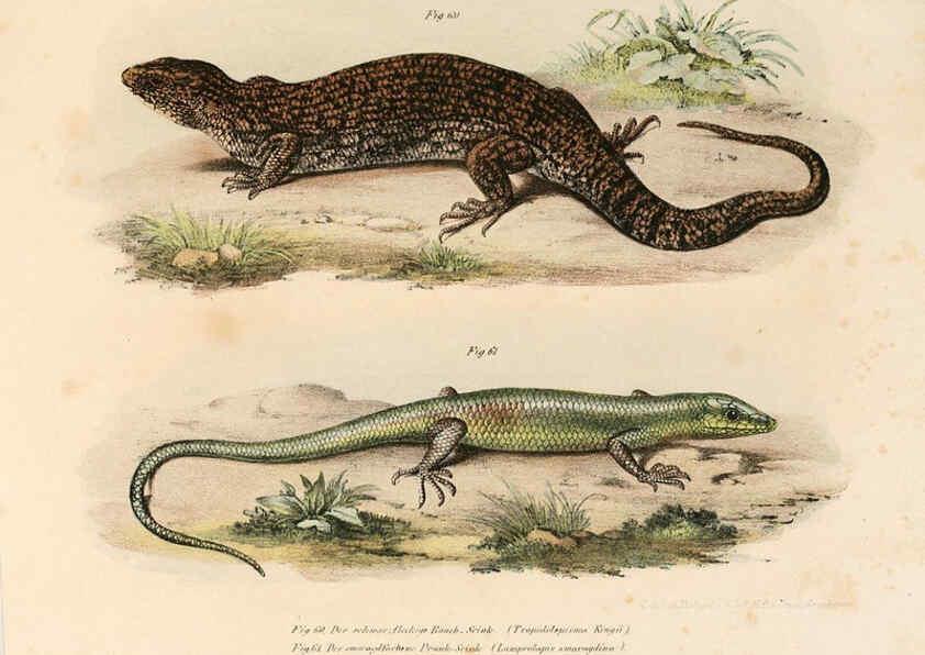Reproducción/Reproduction 6309241241: Bilder-Atlas zur wissenschaftlich-populären Naturgeschichte der Wirbelthiere Wien :K.K. Hof-und Staatsdruckerei,1867