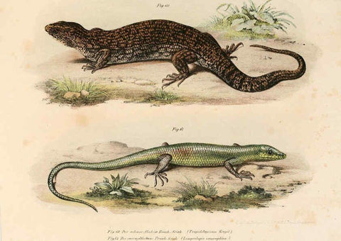 Reproducción/Reproduction 6309241241: Bilder-Atlas zur wissenschaftlich-populären Naturgeschichte der Wirbelthiere Wien :K.K. Hof-und Staatsdruckerei,1867