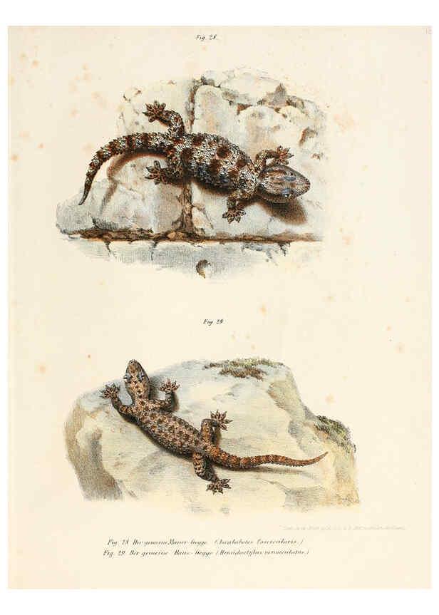 Reproducción/Reproduction 6309238075: Bilder-Atlas zur wissenschaftlich-populären Naturgeschichte der Wirbelthiere Wien :K.K. Hof-und Staatsdruckerei,1867