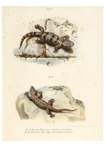 Reproducción/Reproduction 6309238075: Bilder-Atlas zur wissenschaftlich-populären Naturgeschichte der Wirbelthiere Wien :K.K. Hof-und Staatsdruckerei,1867