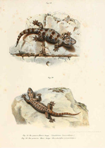 Reproducción/Reproduction 6309238075: Bilder-Atlas zur wissenschaftlich-populären Naturgeschichte der Wirbelthiere Wien :K.K. Hof-und Staatsdruckerei,1867