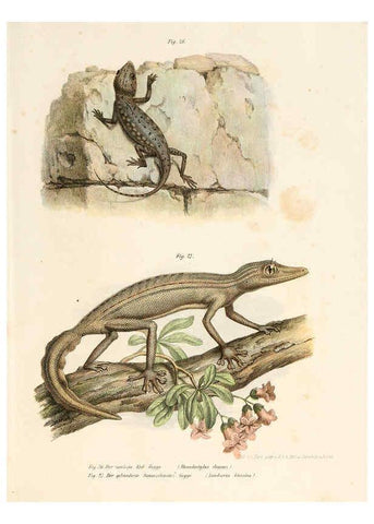 Reproducción/Reproduction 6309237915: Bilder-Atlas zur wissenschaftlich-populären Naturgeschichte der Wirbelthiere Wien :K.K. Hof-und Staatsdruckerei,1867