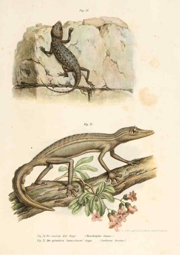 Reproducción/Reproduction 6309237915: Bilder-Atlas zur wissenschaftlich-populären Naturgeschichte der Wirbelthiere Wien :K.K. Hof-und Staatsdruckerei,1867