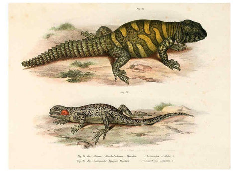 Reproducción/Reproduction 6309237671: Bilder-Atlas zur wissenschaftlich-populären Naturgeschichte der Wirbelthiere Wien :K.K. Hof-und Staatsdruckerei,1867