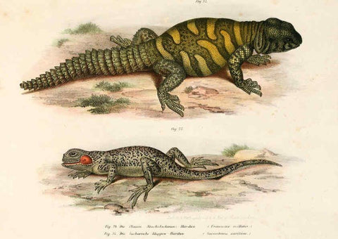 Reproducción/Reproduction 6309237671: Bilder-Atlas zur wissenschaftlich-populären Naturgeschichte der Wirbelthiere Wien :K.K. Hof-und Staatsdruckerei,1867