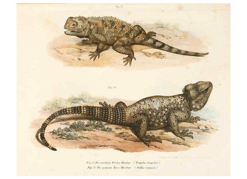 Reproducción/Reproduction 6309758696: Bilder-Atlas zur wissenschaftlich-populären Naturgeschichte der Wirbelthiere Wien :K.K. Hof-und Staatsdruckerei,1867