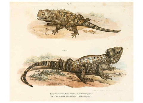 Reproducción/Reproduction 6309758696: Bilder-Atlas zur wissenschaftlich-populären Naturgeschichte der Wirbelthiere Wien :K.K. Hof-und Staatsdruckerei,1867