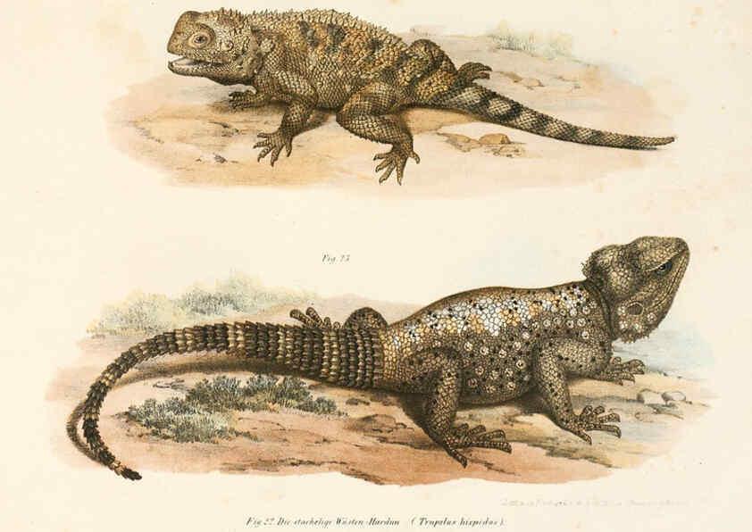 Reproducción/Reproduction 6309758696: Bilder-Atlas zur wissenschaftlich-populären Naturgeschichte der Wirbelthiere Wien :K.K. Hof-und Staatsdruckerei,1867