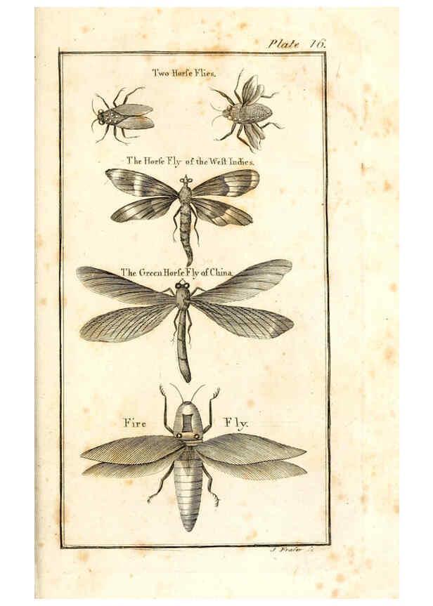 Reproducción/Reproduction 6309426996: The natural history of insects Perth :Printed by R. Morrison Junior,1792