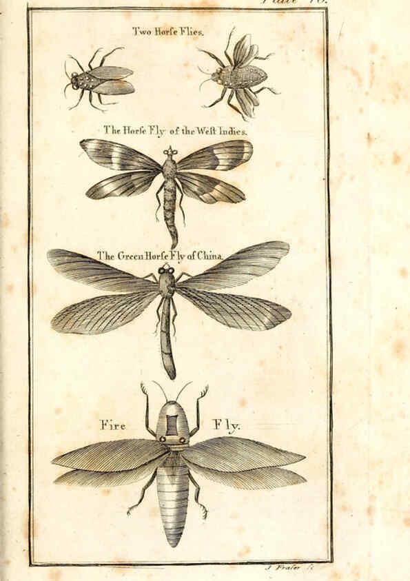 Reproducción/Reproduction 6309426996: The natural history of insects Perth :Printed by R. Morrison Junior,1792