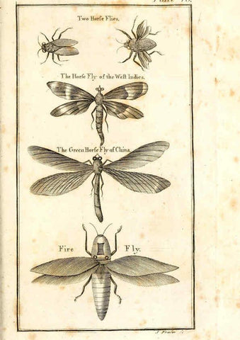 Reproducción/Reproduction 6309426996: The natural history of insects Perth :Printed by R. Morrison Junior,1792
