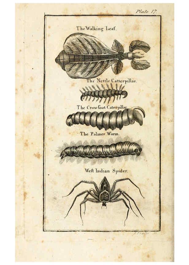 Reproducción/Reproduction 6309427186: The natural history of insects Perth :Printed by R. Morrison Junior,1792