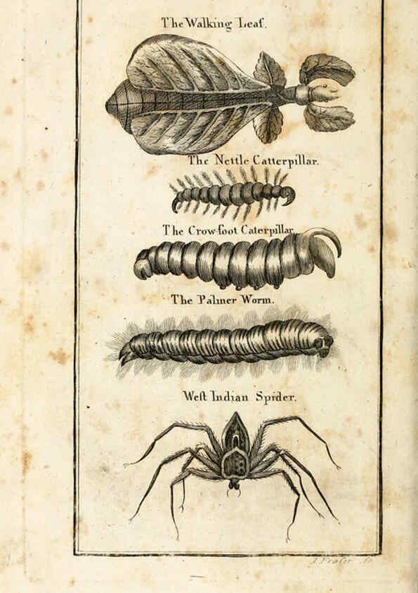 Reproducción/Reproduction 6309427186: The natural history of insects Perth :Printed by R. Morrison Junior,1792