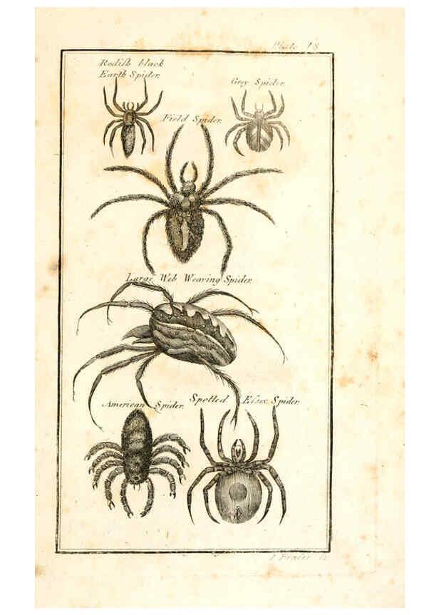 Reproducción/Reproduction 6308907401: The natural history of insects Perth :Printed by R. Morrison Junior,1792