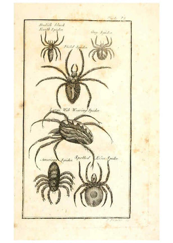 Reproducción/Reproduction 6308907401: The natural history of insects Perth :Printed by R. Morrison Junior,1792