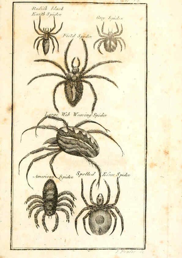 Reproducción/Reproduction 6308907401: The natural history of insects Perth :Printed by R. Morrison Junior,1792