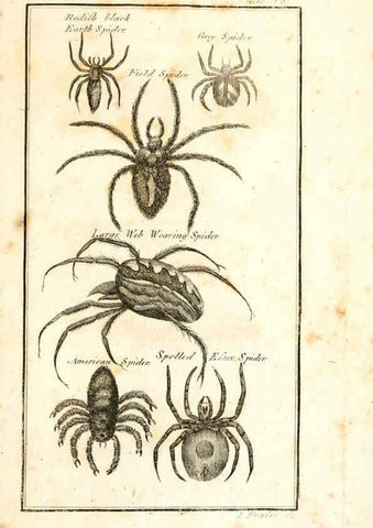 Reproducción/Reproduction 6308907401: The natural history of insects Perth :Printed by R. Morrison Junior,1792