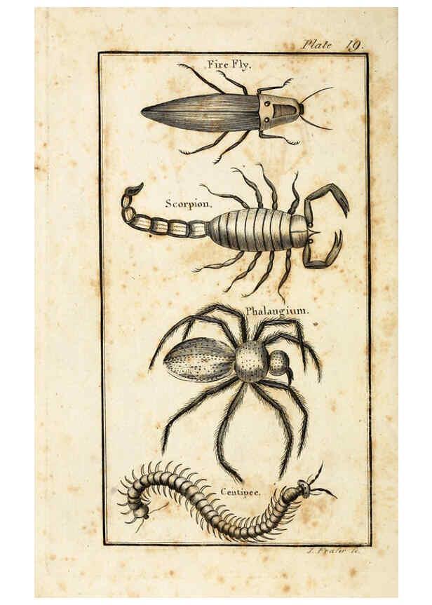 Reproducción/Reproduction 6309427640: The natural history of insects Perth :Printed by R. Morrison Junior,1792