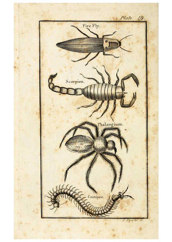 Reproducción/Reproduction 6309427640: The natural history of insects Perth :Printed by R. Morrison Junior,1792