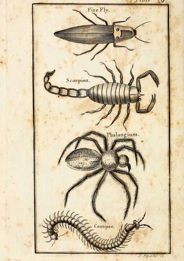 Reproducción/Reproduction 6309427640: The natural history of insects Perth :Printed by R. Morrison Junior,1792