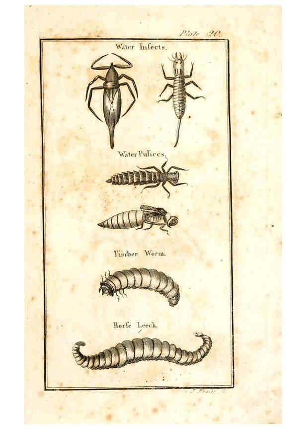 Reproducción/Reproduction 6308907821: The natural history of insects Perth :Printed by R. Morrison Junior,1792