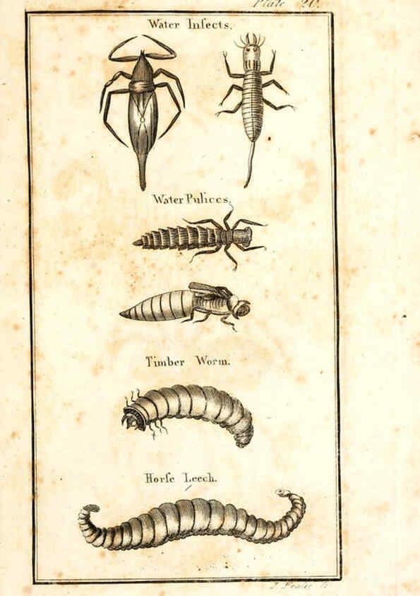 Reproducción/Reproduction 6308907821: The natural history of insects Perth :Printed by R. Morrison Junior,1792