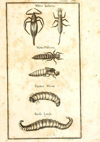 Reproducción/Reproduction 6308907821: The natural history of insects Perth :Printed by R. Morrison Junior,1792