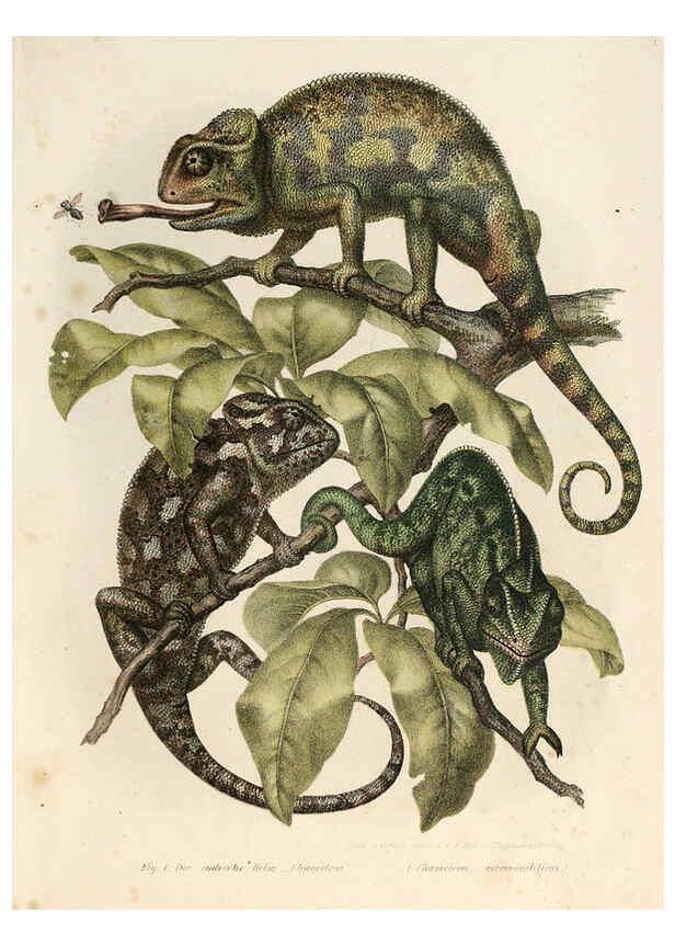 Reproducción/Reproduction 6309755904: Bilder-Atlas zur wissenschaftlich-populären Naturgeschichte der Wirbelthiere Wien :K.K. Hof-und Staatsdruckerei,1867