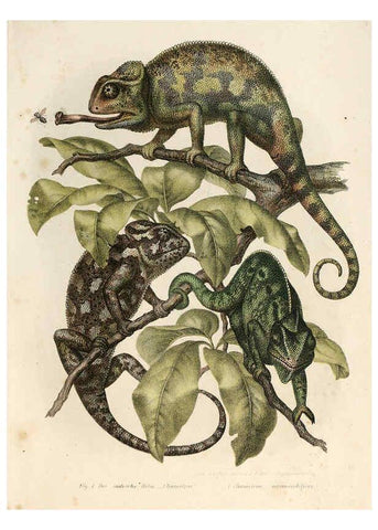 Reproducción/Reproduction 6309755904: Bilder-Atlas zur wissenschaftlich-populären Naturgeschichte der Wirbelthiere Wien :K.K. Hof-und Staatsdruckerei,1867