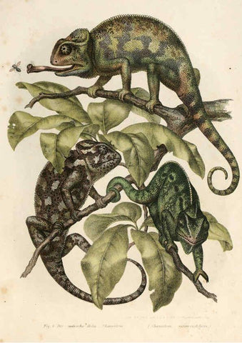 Reproducción/Reproduction 6309755904: Bilder-Atlas zur wissenschaftlich-populären Naturgeschichte der Wirbelthiere Wien :K.K. Hof-und Staatsdruckerei,1867