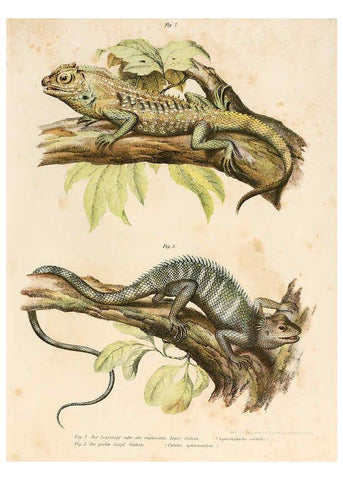 Reproducción/Reproduction 6309235175: Bilder-Atlas zur wissenschaftlich-populären Naturgeschichte der Wirbelthiere Wien :K.K. Hof-und Staatsdruckerei,1867