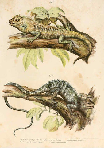 Reproducción/Reproduction 6309235175: Bilder-Atlas zur wissenschaftlich-populären Naturgeschichte der Wirbelthiere Wien :K.K. Hof-und Staatsdruckerei,1867