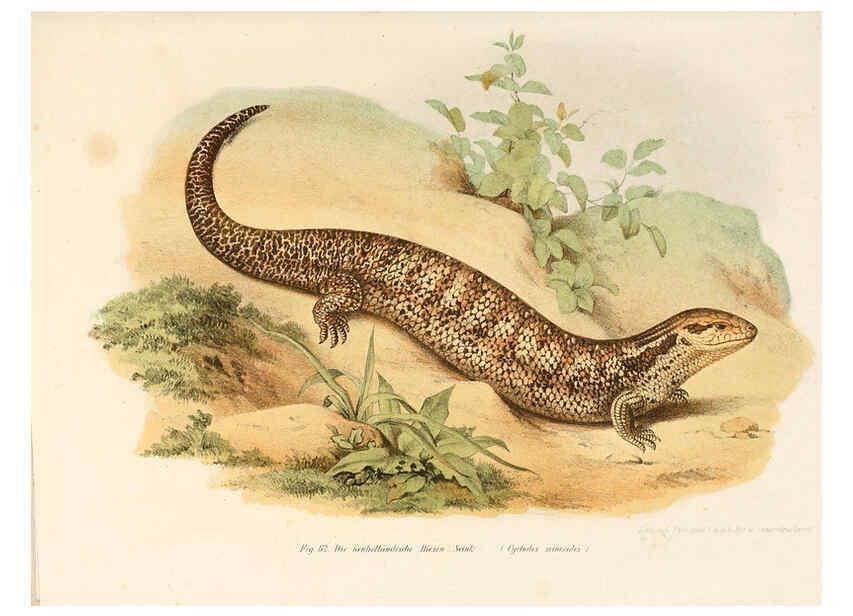 Reproducción/Reproduction 6309241421: Bilder-Atlas zur wissenschaftlich-populären Naturgeschichte der Wirbelthiere Wien :K.K. Hof-und Staatsdruckerei,1867