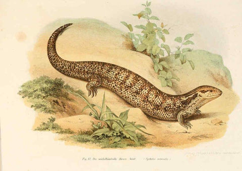 Reproducción/Reproduction 6309241421: Bilder-Atlas zur wissenschaftlich-populären Naturgeschichte der Wirbelthiere Wien :K.K. Hof-und Staatsdruckerei,1867